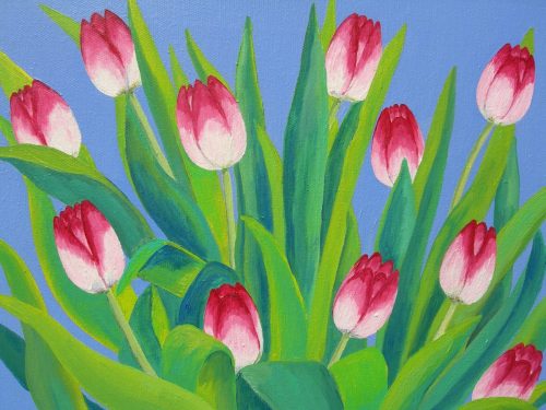 pink-and-white-tulips